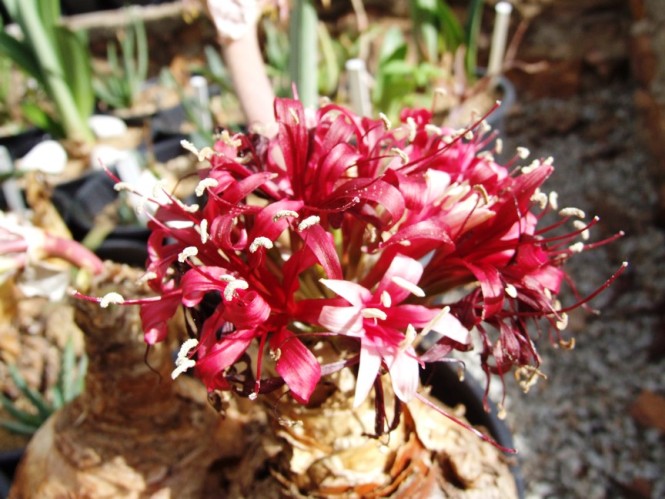 Ammocharis coranica: Photographed by Erhan Uludag Ammocharis coranica: Photographed by Erhan Uludag